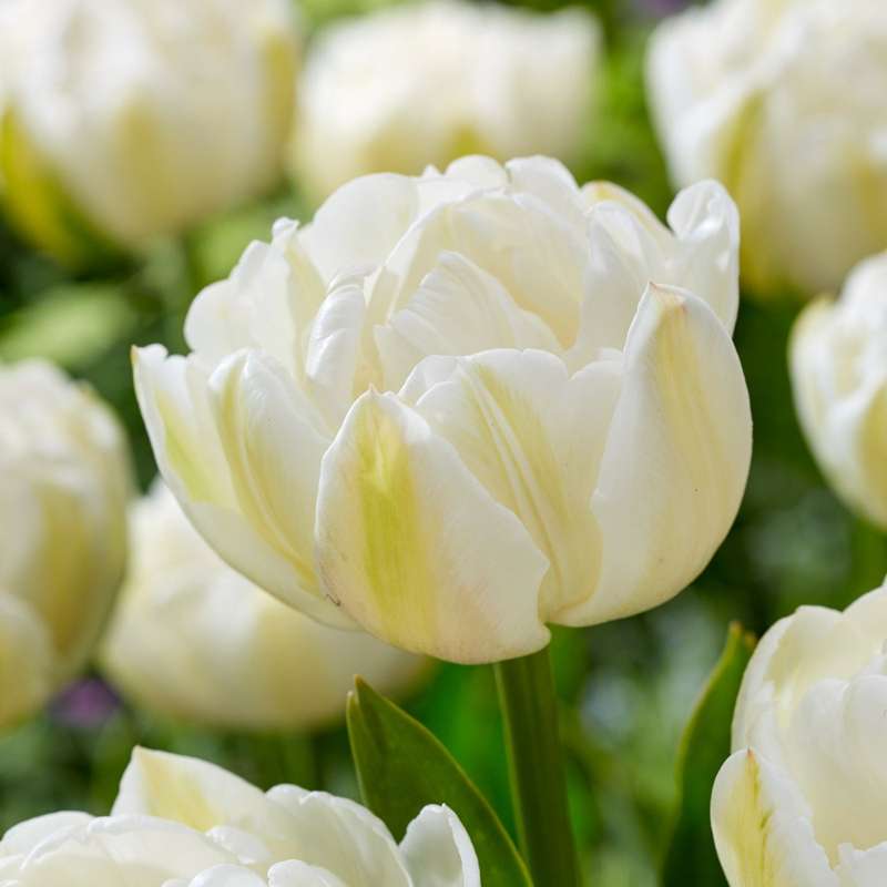Tulipan 'Mount Tacoma'
